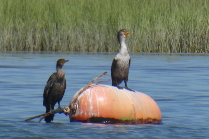 Cormorants (1)