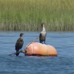 Cormorants standing on buoy in water
