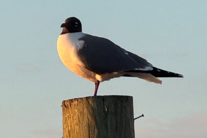 Gull-scaled (1)
