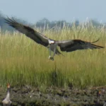Bird soaring over wetland area