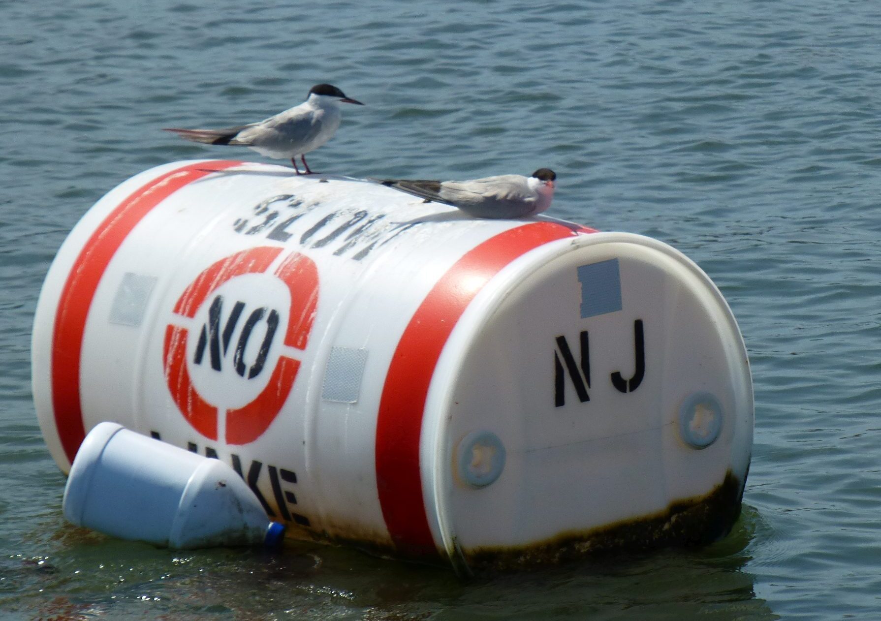 Terns love these "No Wake" barrels for some reason!