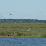 Shore birds