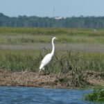 Graceful Egret