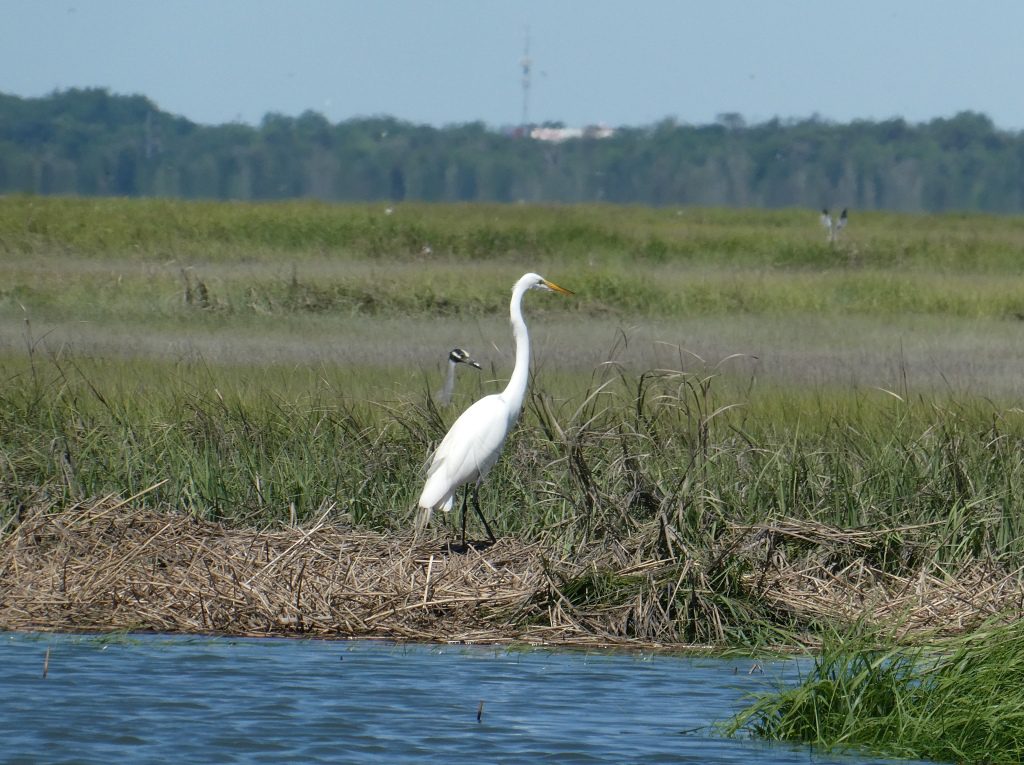 Graceful Egret