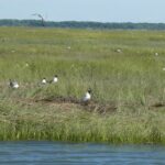 At the Laughing Gulls breeding grounds