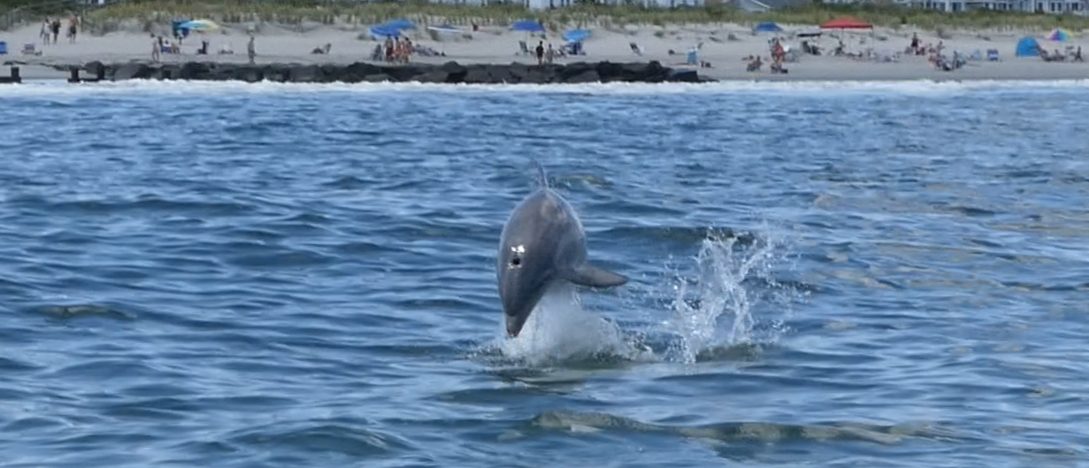 dolphin-jump
