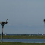 Osprey pair watching over the bay