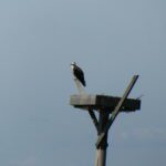 Osprey overlooking the bay